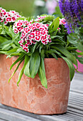 Dianthus barbatus, rot-weiß