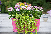 Lysimachia nummularia 'Aurea'; Osteospermum ecklonis, pink