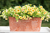 Calibrachoa, yellow