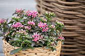 Sedum spurium 'Spot On™ Deep Rose'