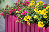 Calibrachoa