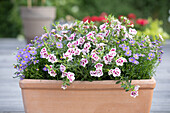 Calibrachoa 'PinkTastic'