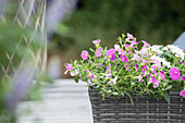 Calibrachoa, rosa