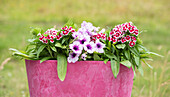 Dianthus barbatus, red-white; Petunia, bicoloured