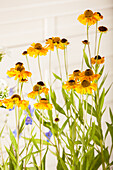 Helenium 'Wyndley