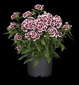 Dianthus barbatus, red-white
