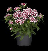 Dianthus barbatus, rot-weiß