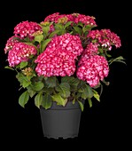 Hydrangea macrophylla, red