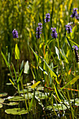 Pontederia cordata