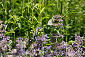 Cabbage white