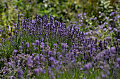 Lavandula angustifolia