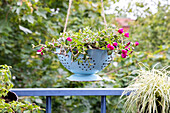 Upcycling - plant in kitchen sieve