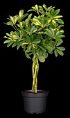 Schefflera arboricola 'Gold Capella', strain