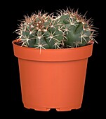 Gymnocalycium