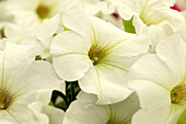 Petunia Perfectunia® White Improved