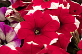 Petunia Crazytunia® Cherries Jubilee