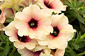 Petunia Crazytunia® Rose Gold