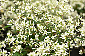 Euphorbia hypericifolia 'Starblast White'