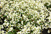 Euphorbia hypericifolia 'Starblast™ White'