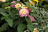 Lantana camara 'Strawberry Nectar