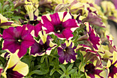 Petunia 'Crazytunia® Spider Girl'