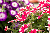 Petunia Crazytunia® Pinkadelic