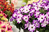 Petunia 'Crazytunia® Berry Frappé'