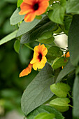 Thunbergia alata 'TowerPower Terracotta'