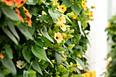 Thunbergia alata 'TowerPower Yellow'