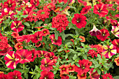red flowering verbena, petunia and calibrachoa plants