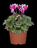 Cyclamen persicum Fantasia® 'Magenta'