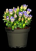 Gentiana scabra