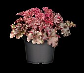 Heuchera, rot