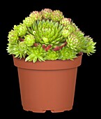 Sempervivum