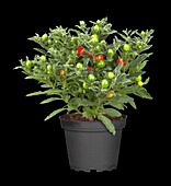Solanum pseudocapsicum 'Thurino