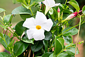 Mandevilla sanderi, pyramid-shaped