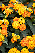 Lantana camara, orange