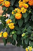 Lantana camara