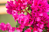 Bougainvillea spectabilis