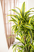 Dracaena fragrans 'Lemon Lime'