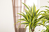 Dracaena fragrans 'Lemon Lime'