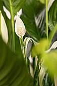 Spathiphyllum floribundum, weiß