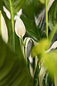 Spathiphyllum floribundum, white specimen