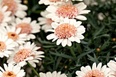 Argyranthemum frutescens 'LaRita® Toffee'