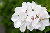 Pelargonium interspecific 'Marcada® White'.