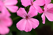 Pelargonium interspecific 'Marcada® Pink'
