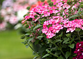 Verbena 'Lascar® Pink '13