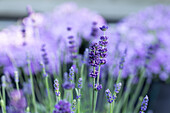 Lavandula "Blue Spirit Deep Blue