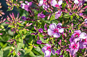 Phlox ,Early® Purple Pink Eye'