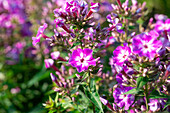 Phlox ,Early® Cerise'